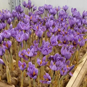 Aeroponic flowering room with saffron crocus trays, Mainpuri