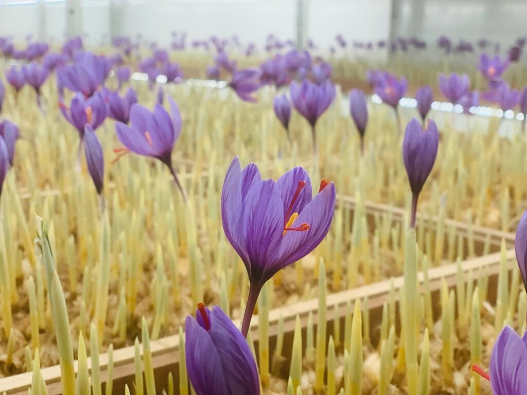 Saffron (Kesar) crocus flowers in bloom at Shubhavni's indoor aeroponic farm in Mainpuri
